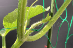 【家庭菜園】お手軽野菜で家庭菜園2025年6月第1週