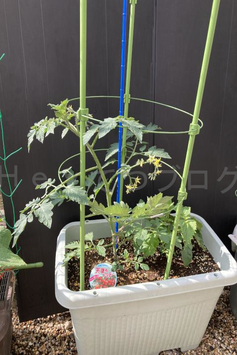 2025年6月第1週_天使のトマト栽培状況