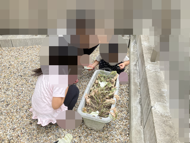 2021年同時期の内容で青虫にキャベツをあげるこどもたち