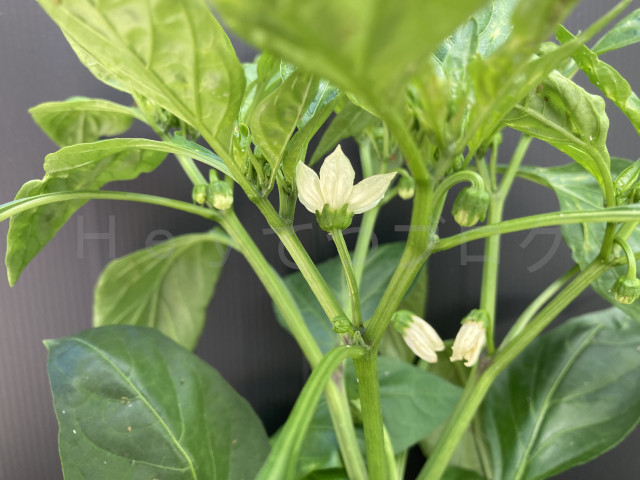 2025年6月第2週_ピーマンに実となる花が多く咲き始めました