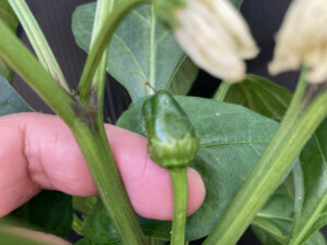 【家庭菜園】お手軽野菜で家庭菜園2025年6月第2週