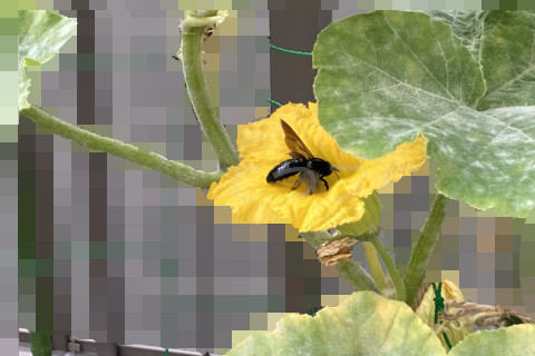 2023年かぼちゃの花にとまるクマンバチ