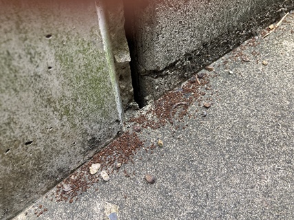 アリの巣コロリ設置後のアリの状況