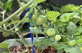 【家庭菜園】お手軽野菜で家庭菜園2025年6月第3週