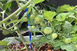 【家庭菜園】お手軽野菜で家庭菜園2025年6月第3週