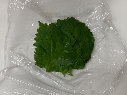 コンスタントに収穫できる青しそ