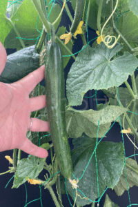 【家庭菜園】お手軽野菜で家庭菜園2025年6月第4週