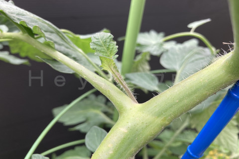 2025年6月第4週_分け芽もしっかり取って手入れをしましょう。