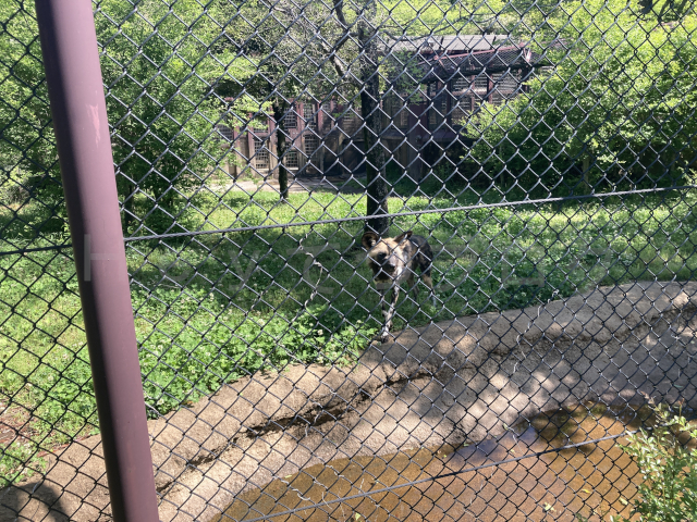 遠くにいたリカオンが近くまで寄ってきてくれました。