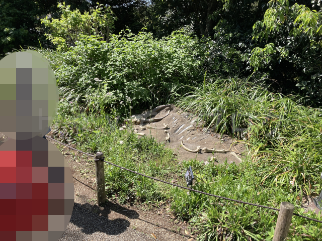 ライオン舎のあとの道中にはこのような化石があります