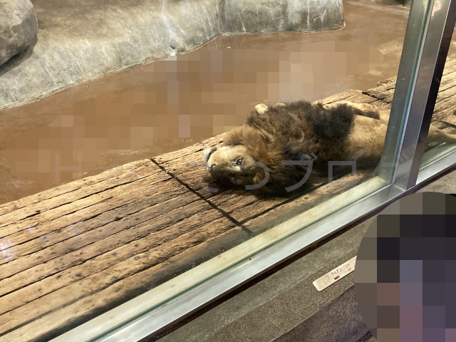 ライオン舎ではオスのライオンが横になって寝ていましたが突然吠え出しました。