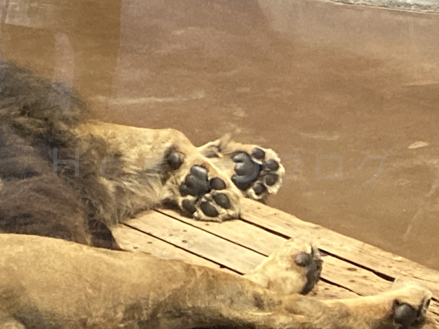 ネコ科動物だけあって肉球がかわいい