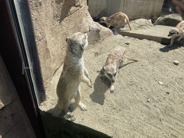 おなじみの立ち姿が愛らしいミーアキャット
