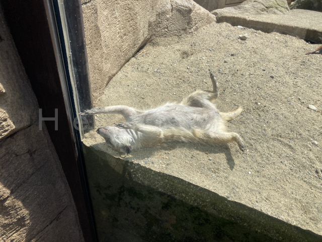 まさかの寝転がりを披露