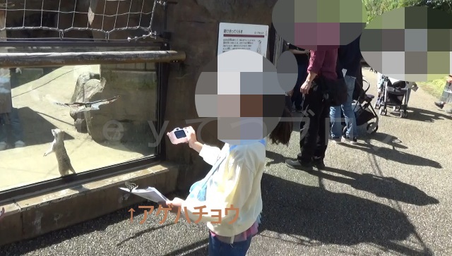 上の子のマップにアゲハチョウが止まりました。