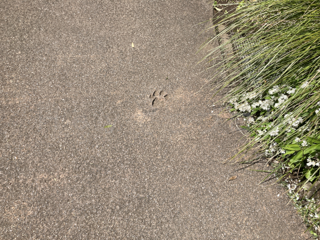途中の順路にはこのような足跡もあります