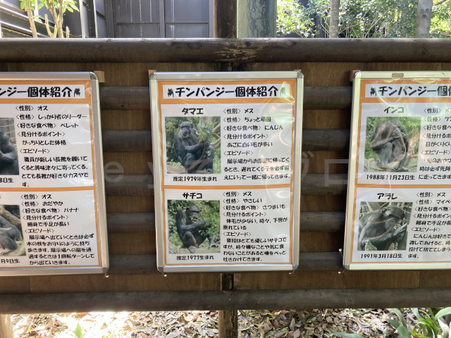 ズーラシアにいるチンパンジーについての紹介パネルです。