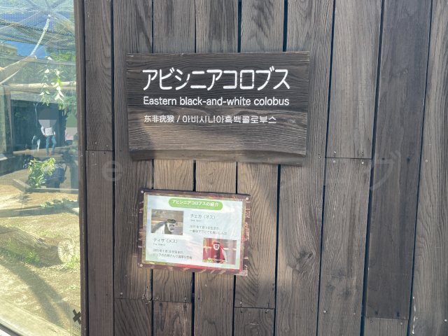 アビシニアコロブスというおさるさんの場所です