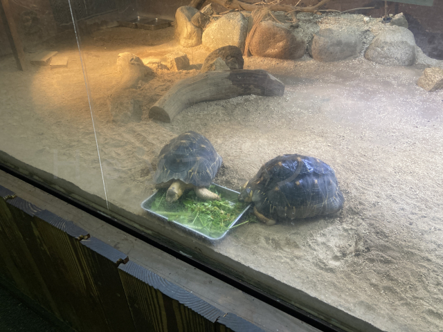 ホウシャガメです