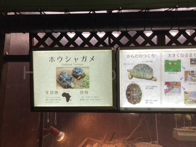 ホウシャガメの説明パネル