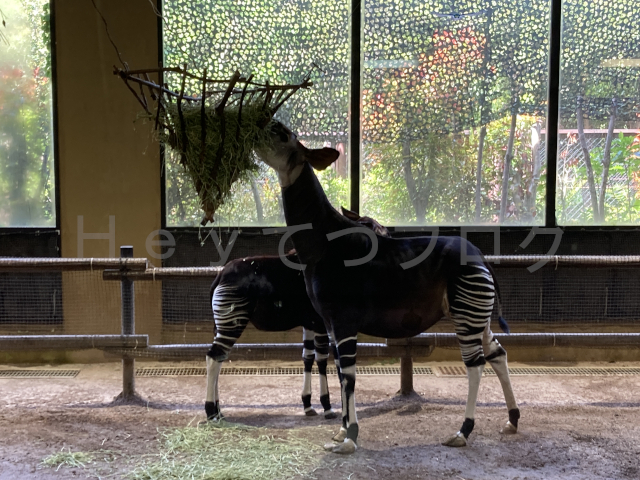 世界三大珍獣のオカピでお母さんオカピがご飯中、その後ろに生まれたばかりの赤ちゃんオカピがいます