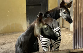 【おでかけ】よこはまズーラシア前編-アフリカのサバンナ・アフリカの熱帯雨林・わくわく広場-