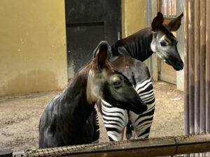 【おでかけ】よこはまズーラシア前編-アフリカのサバンナ・アフリカの熱帯雨林・わくわく広場-