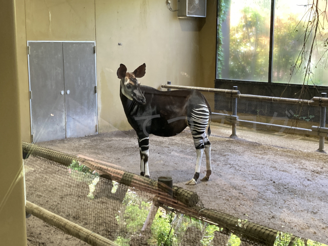 キリンの仲間ですが、お尻がシマウマ模様というとても変わった動物さん