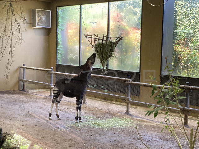 赤ちゃんオカピのお食事タイムです