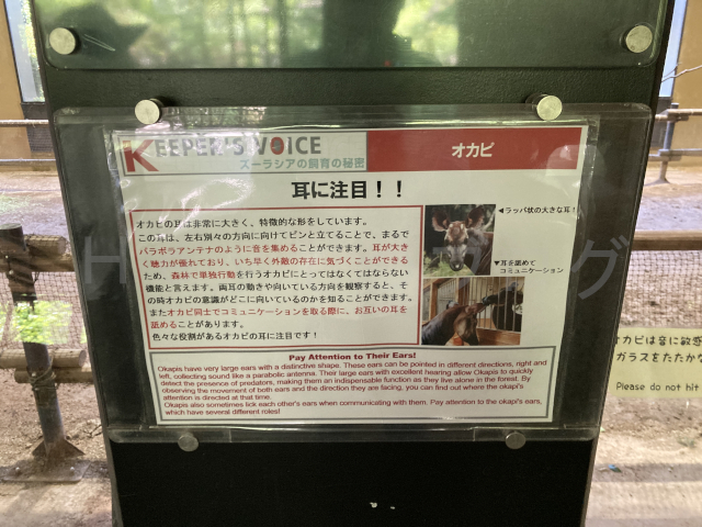 オカピの特徴について説明しているパネル