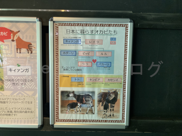 日本にいるオカピについての説明パネル