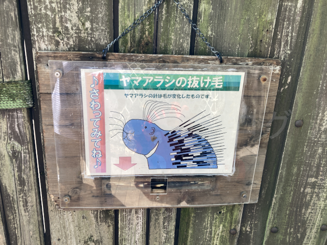 ヤマアラシの毛はとても固い