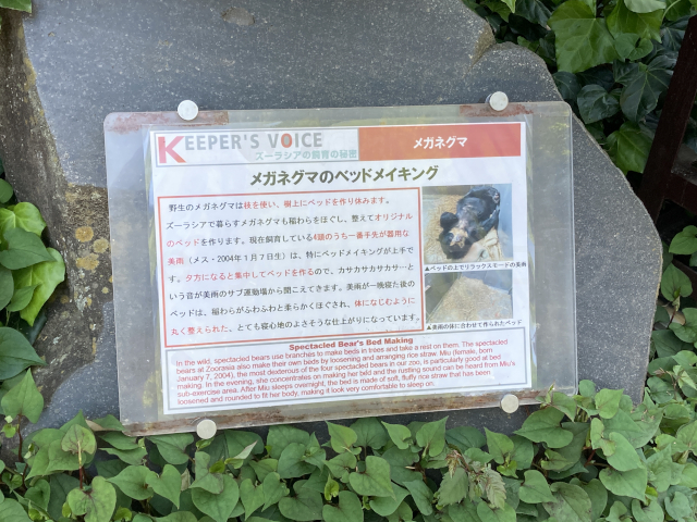 メガネグマの説明パネル
