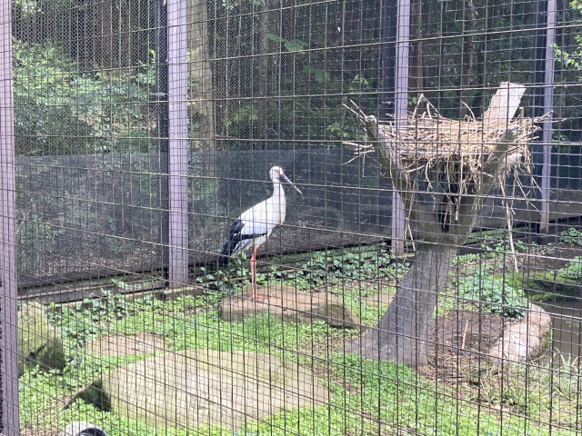 コウノトリ