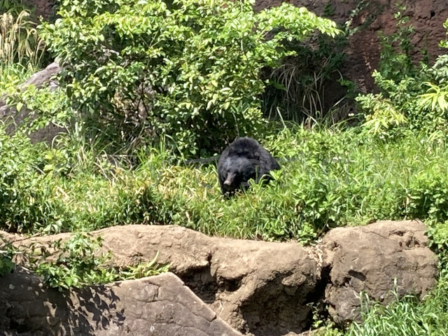 クマが大きいのか、実際は50mほど離れているがすぐ分かる