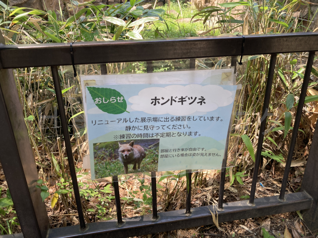 姿が見れなかったホンドギツネ