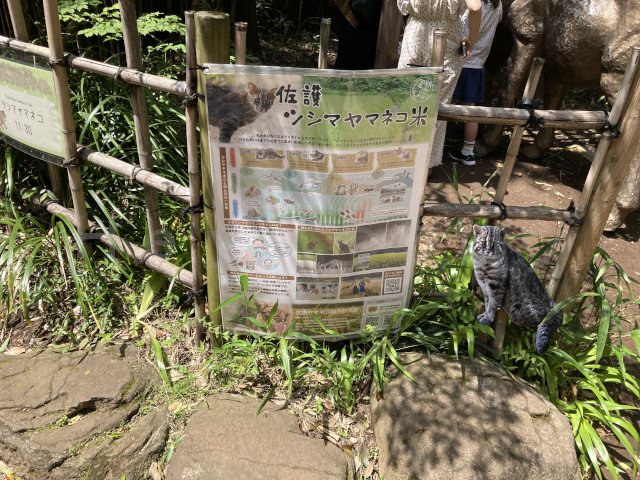 ツシマヤマネコに関する説明パネル