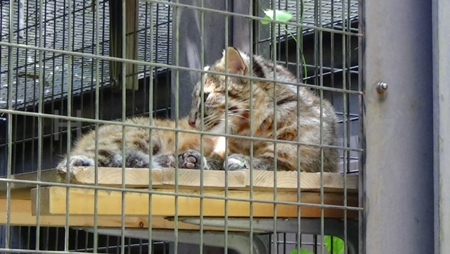 ツシマヤマネコは普通の猫よりも少々大きい