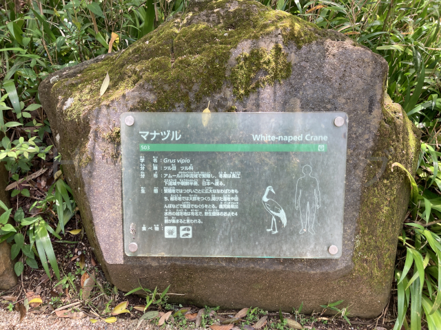 マナヅルの説明パネル