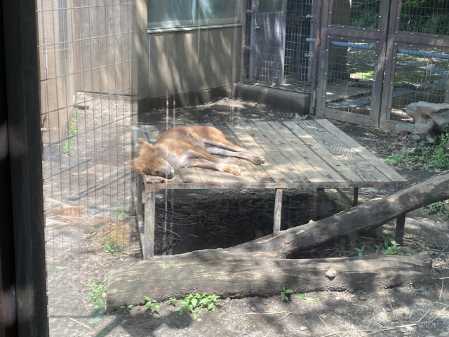 ウッドデッキ?で眠るドール