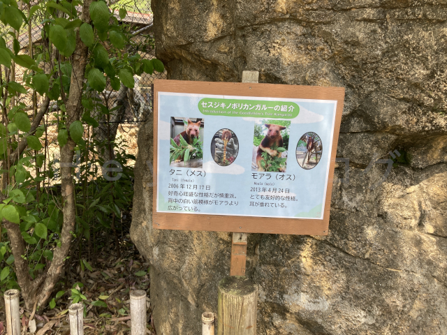 セスジキノボリカンガルーの説明パネル