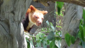 【おでかけ】よこはまズーラシア中編-アマゾンの密林・日本里山・中央アジアの高地・オージーヒル-