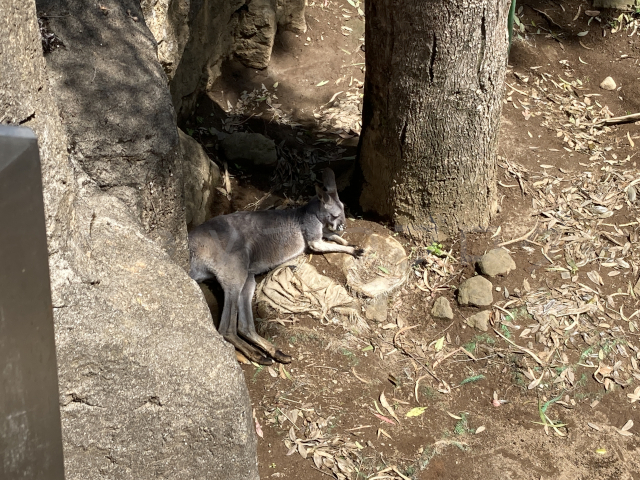 セスジキノボリカンガルーよりも大きなアカカンガルー