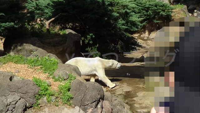 ホッキョクグマです