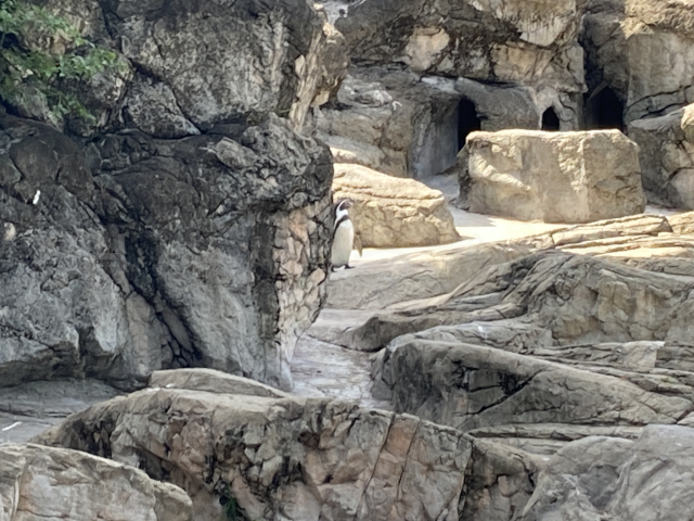 なにやらペンギンのような生き物が!?