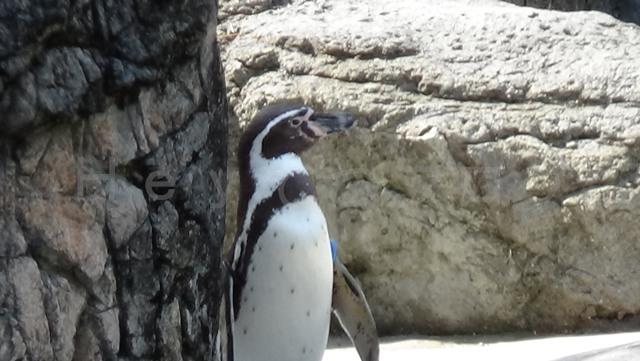 フンボルトペンギンです