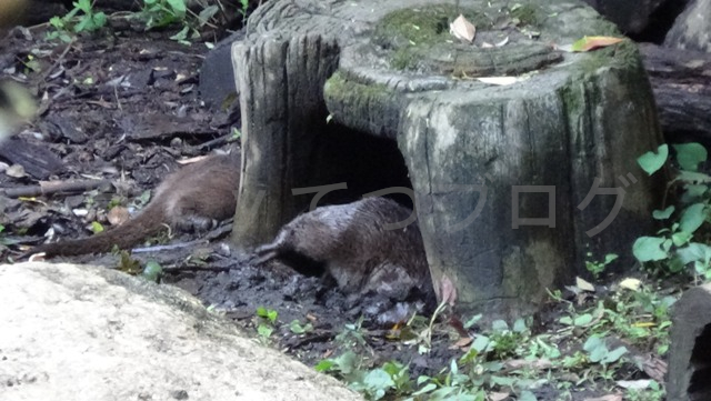 ユーラシアカワウソが何やら掘っています