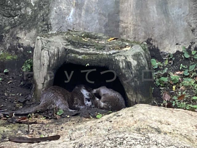 別のカワウソがちょっかい出しに来ました(笑)