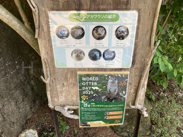 ユーラシアカワウソの相関図です