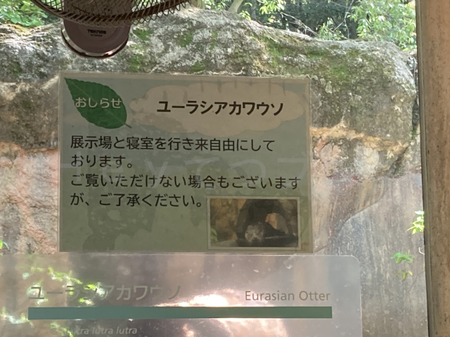 ユーラシアカワウソの展示に関するお知らせ内容